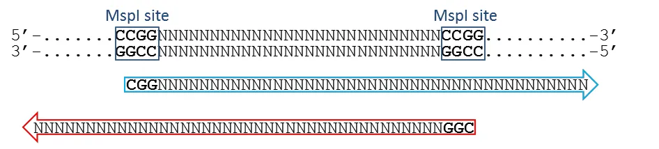 Adapter readthrough: read continues past the second MspI site into the adapter