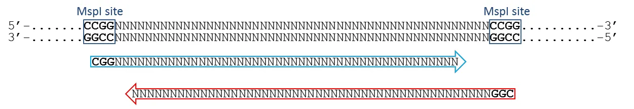 Paired-end overlap producing redundant methylation calls