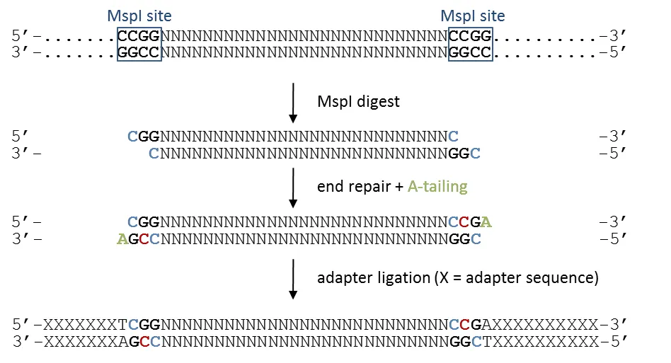 The sequential steps of RRBS: MspI digest, end-repair plus A-tailing, adapter ligation