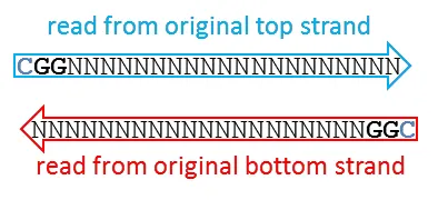 Directional case A: read shorter than the MspI fragment