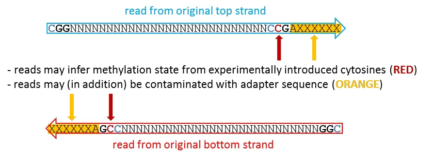Directional case B: read longer than the MspI fragment, with adapter readthrough