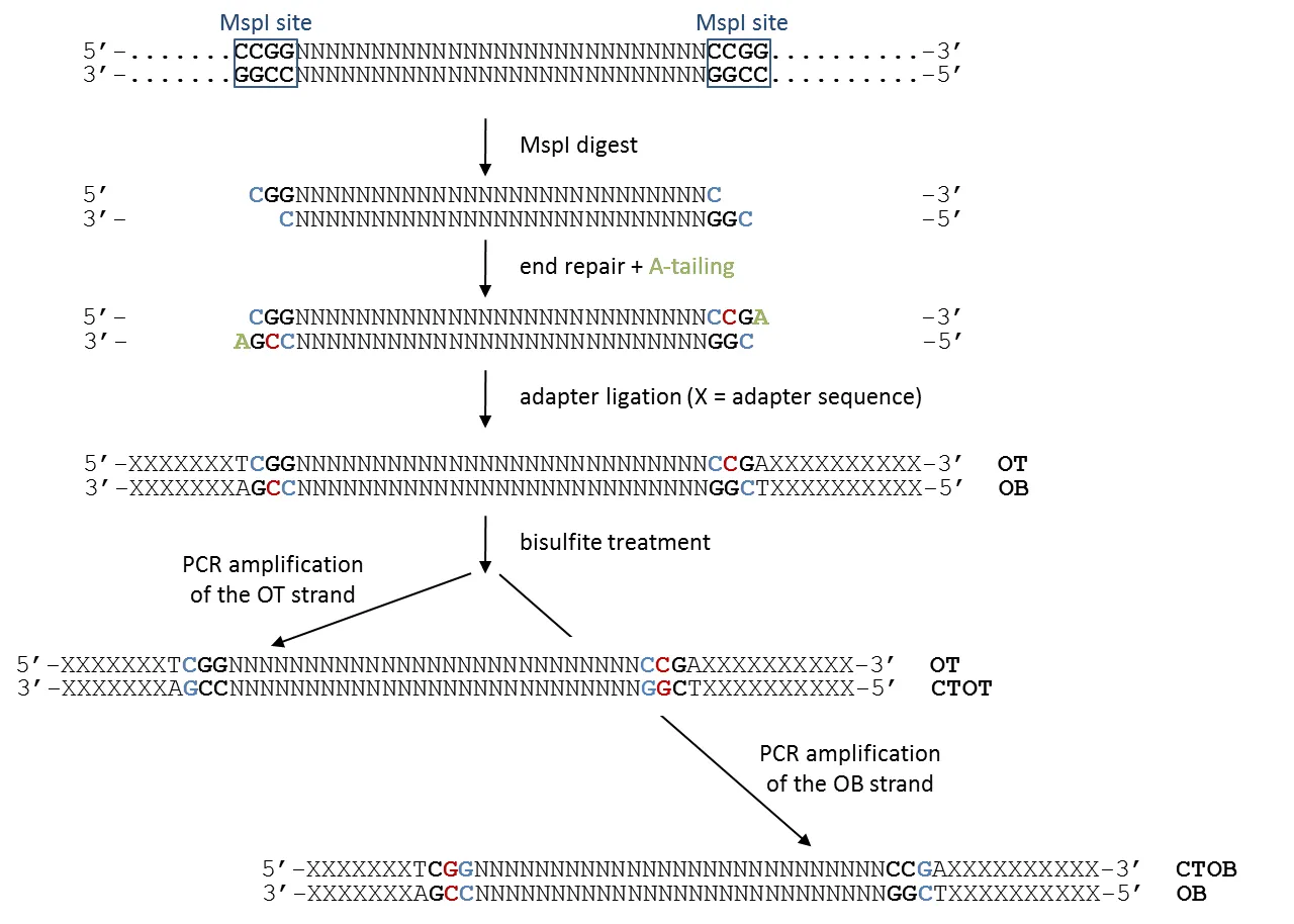 Non-directional library prep: MspI digest, end-repair, adapter ligation, bisulfite treatment, PCR amplification of all four strands