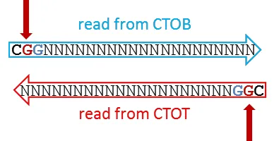 Non-directional case B: short read from CTOT or CTOB