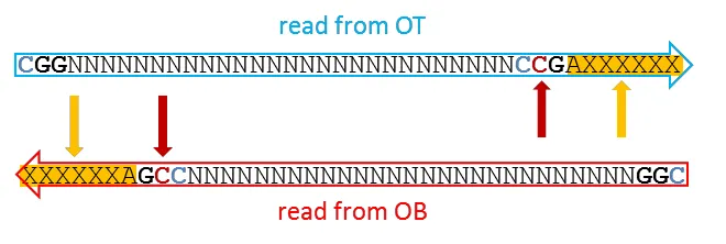 Non-directional case C: long read from OT or OB with adapter readthrough