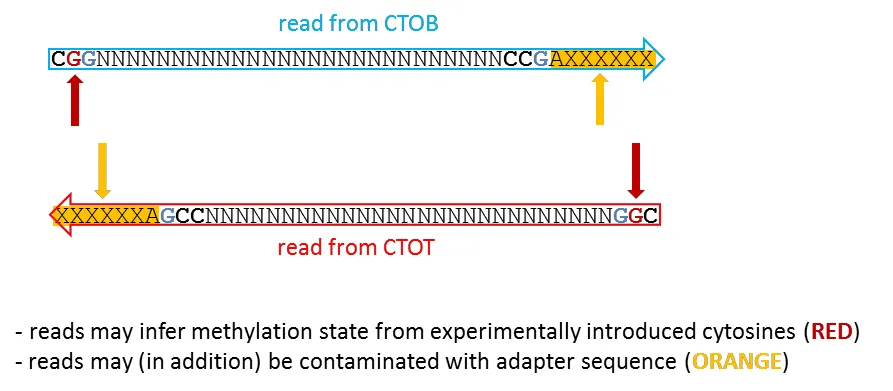 Non-directional case D: long read from CTOT or CTOB with adapter readthrough