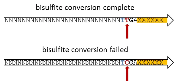 Bisulfite conversion efficiency: counting filled-in C vs T at the read-end fill-in position
